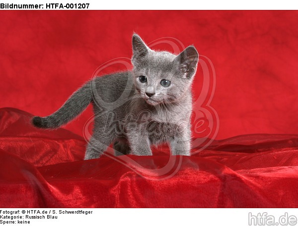 Russisch Blau Kätzchen / russian blue kitten / HTFA-001207