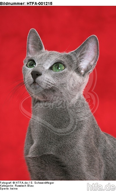 Russisch Blau / russian blue / HTFA-001215