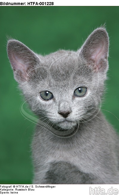 Russisch Blau Kätzchen / russian blue kitten / HTFA-001228