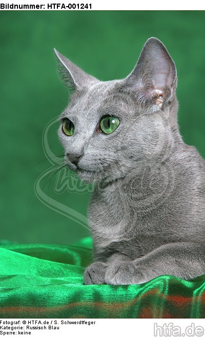 Russisch Blau / russian blue / HTFA-001241