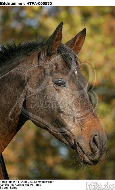 Russisches Vollblut / russian thoroughbred / HTFA-005930