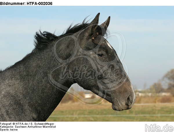 Sachsen Anhaltiner Warmblut / horse / HTFA-002036