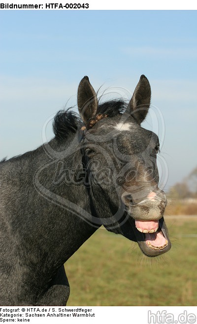 Sachsen Anhaltiner Warmblut / horse / HTFA-002043