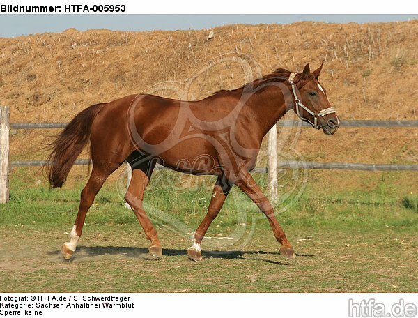 Sachsen Anhaltiner Warmblut / horse / HTFA-005953