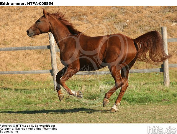 Sachsen Anhaltiner Warmblut / horse / HTFA-005954
