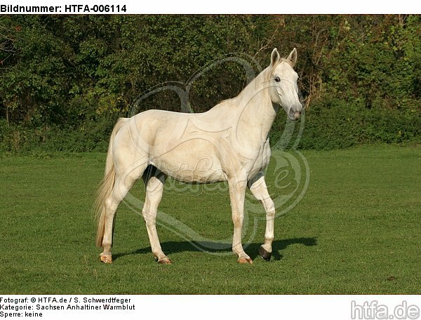 Sachsen Anhaltiner Warmblut / horse / HTFA-006114