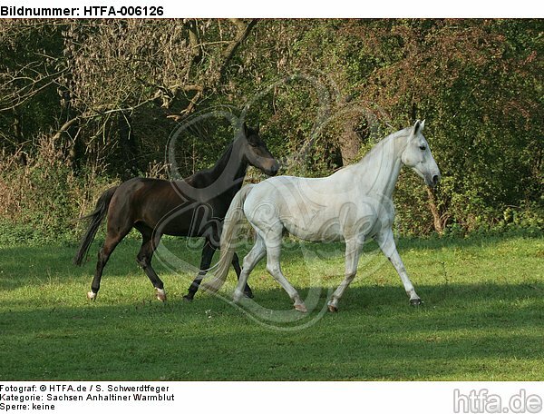 Sachsen Anhaltiner Warmblut / horses / HTFA-006126