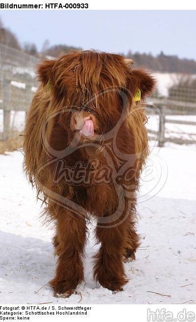 Schottisches Hochlandrind im Winter / highland cattle in winter / HTFA-000933