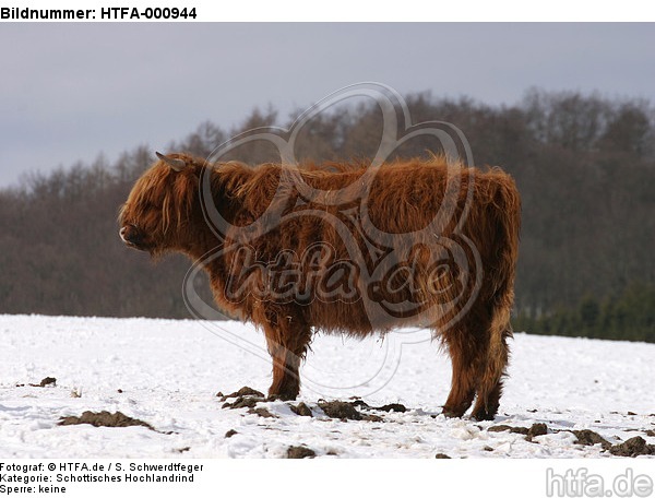 Schottisches Hochlandrind im Winter / highland cattle in winter / HTFA-000944