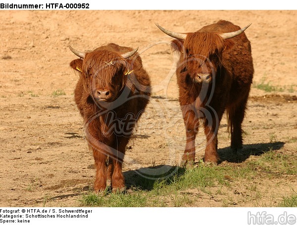 Schottische Hochlandrinder / highland cattles / HTFA-000952