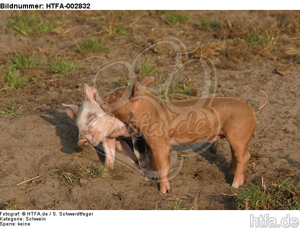 Ferkel / piglets / HTFA-002832