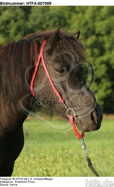 Shetland Pony / HTFA-007055