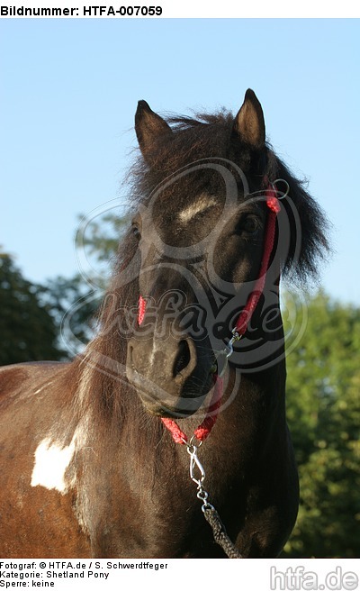 Shetland Pony / HTFA-007059