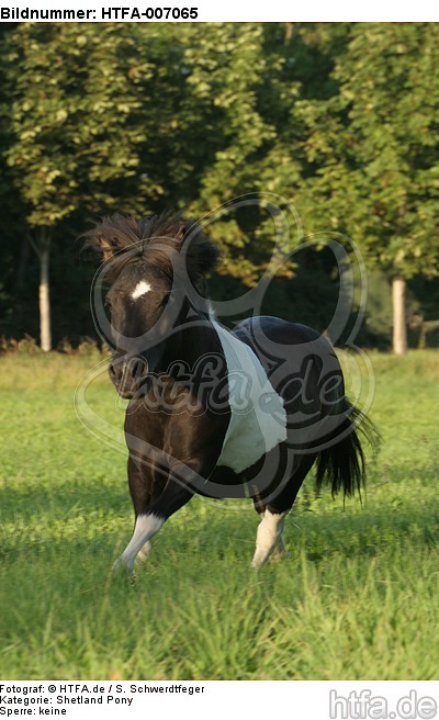 Shetland Pony / HTFA-007065