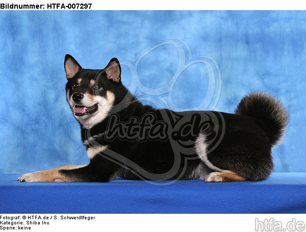 Shiba Inu / HTFA-007297