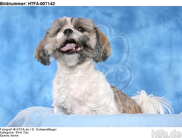 Shih Tzu / HTFA-007143