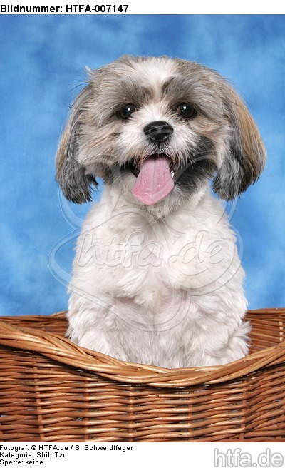 Shih Tzu / HTFA-007147