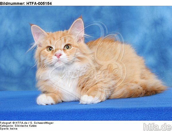 Sibirische Katze / siberian cat / HTFA-005154