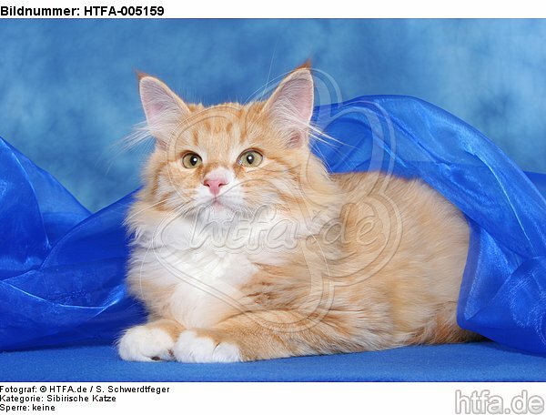 Sibirische Katze / siberian cat / HTFA-005159