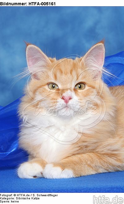 Sibirische Katze / siberian cat / HTFA-005161