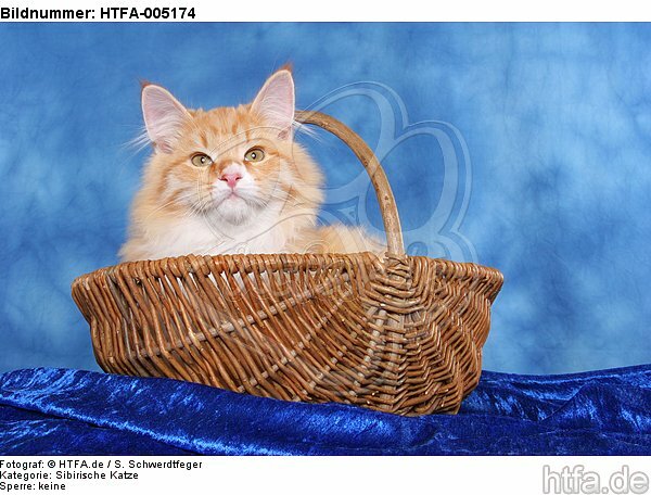 Sibirische Katze / siberian cat / HTFA-005174