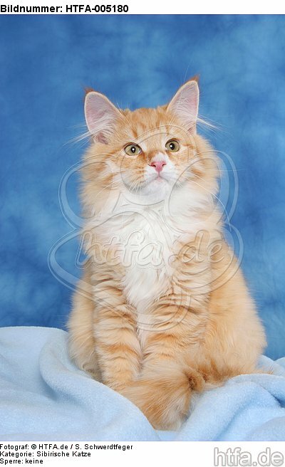 Sibirische Katze / siberian cat / HTFA-005180