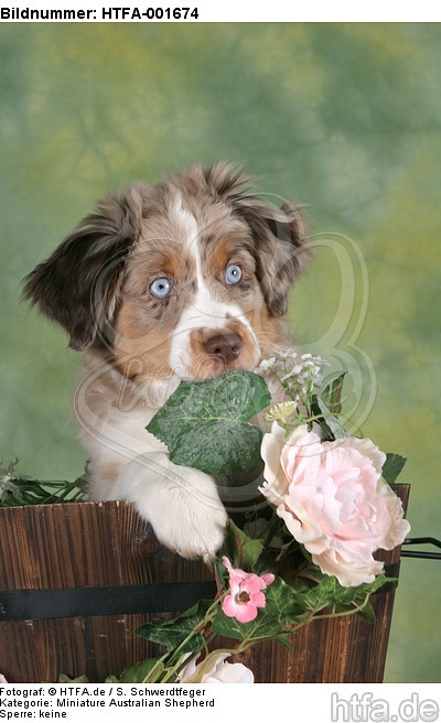 Miniature Australian Shepherd Welpe / miniature australian shepherd puppy / HTFA-001674