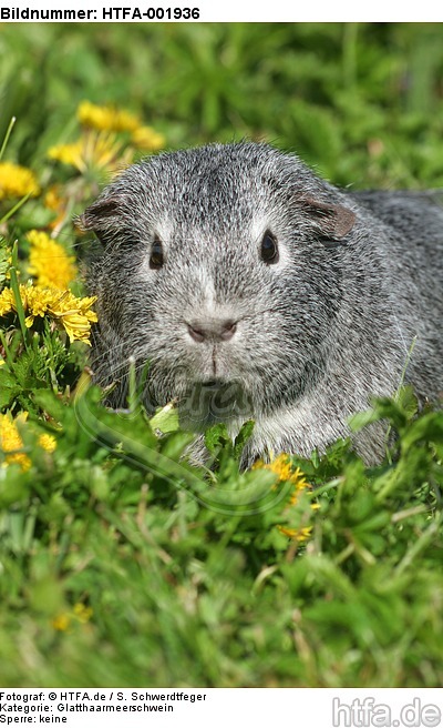 Glatthaarmeerschwein / guninea pig / HTFA-001936