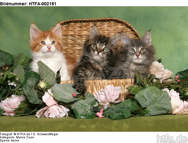 Maine Coon Kätzchen / Maine Coon Kitten / HTFA-002151