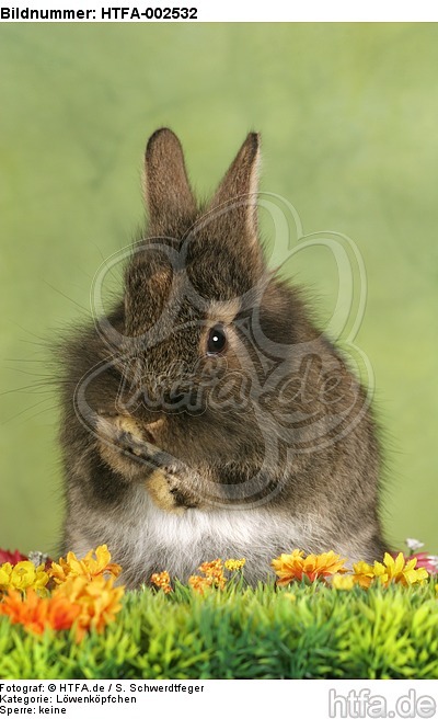 Löwenköpfchen / lion-headed bunny / HTFA-002532