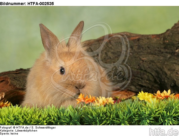 Löwenköpfchen / lion-headed bunny / HTFA-002535