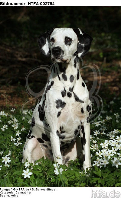 Dalmatiner / dalmatian / HTFA-002784
