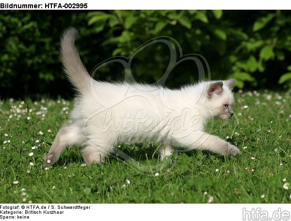 Britisch Kurzhaar Kätzchen / british shorthair kitten / HTFA-002995