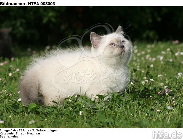 Britisch Kurzhaar Kätzchen / british shorthair kitten / HTFA-003006