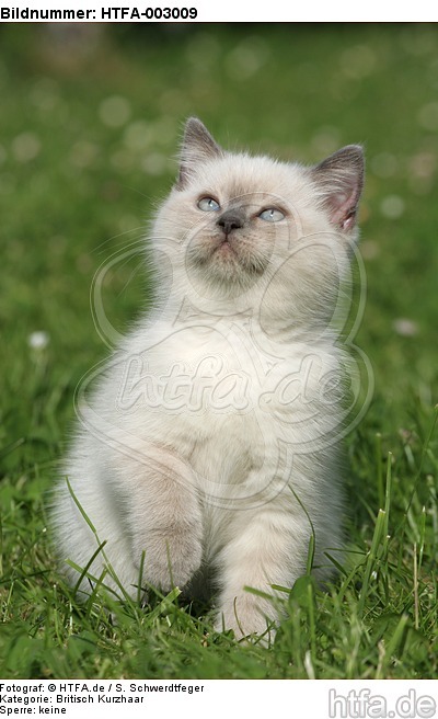 Britisch Kurzhaar Kätzchen / british shorthair kitten / HTFA-003009