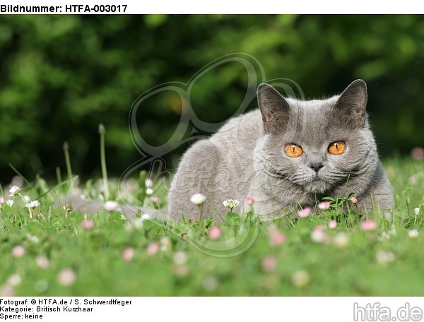 Britisch Kurzhaar / british shorthair / HTFA-003017