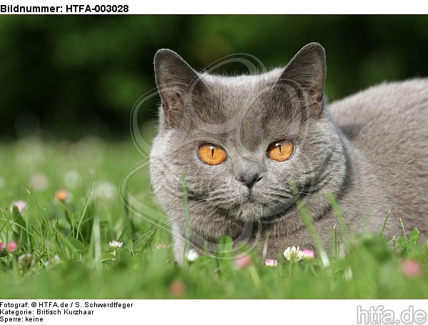 Britisch Kurzhaar / british shorthair / HTFA-003028