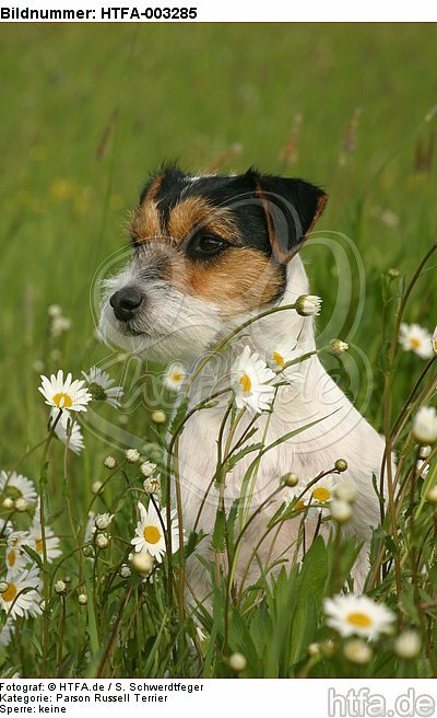 Parson Russell Terrier / HTFA-003285