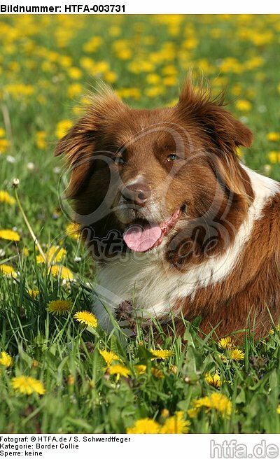 Border Collie / HTFA-003731