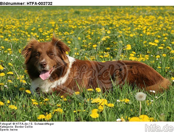 Border Collie / HTFA-003732
