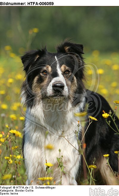 Border Collie / HTFA-006059