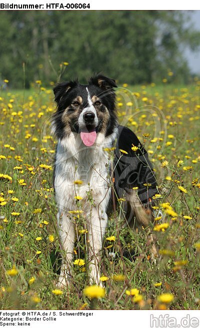 Border Collie / HTFA-006064