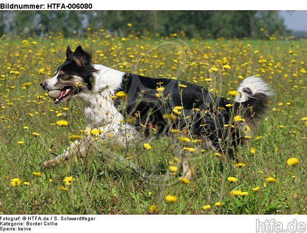 Border Collie / HTFA-006080