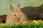 Löwenköpfchen / lion-headed bunny