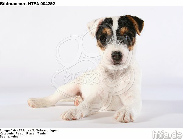 Parson Russell Terrier Welpe / parson russell terrier puppy / HTFA-004292