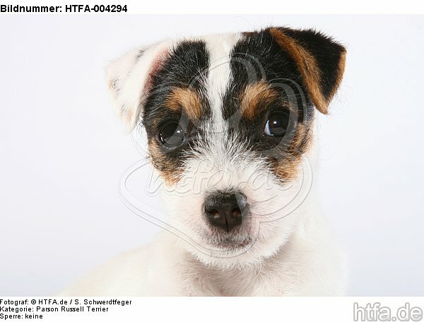 Parson Russell Terrier Welpe / parson russell terrier puppy / HTFA-004294