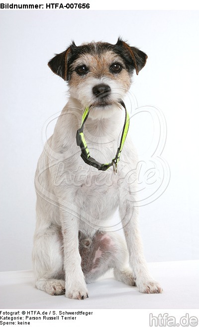 Parson Russell Terrier / HTFA-007656