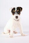 Parson Russell Terrier Welpe / parson russell terrier puppy