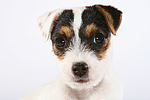 Parson Russell Terrier Welpe / parson russell terrier puppy