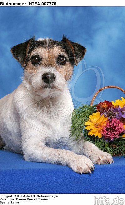 Parson Russell Terrier / HTFA-007779